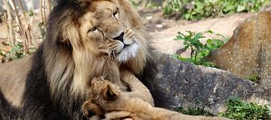 Kuschelstunde von Löwe "Aslam" mit einem seiner drei Junglöwen. Foto: Thüringer Zoopark