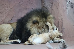 Impressionen aus dem Th&uuml;ringer Zoopark Erfurt und der &Uuml;bergabe der Patenschaftsurkurden.